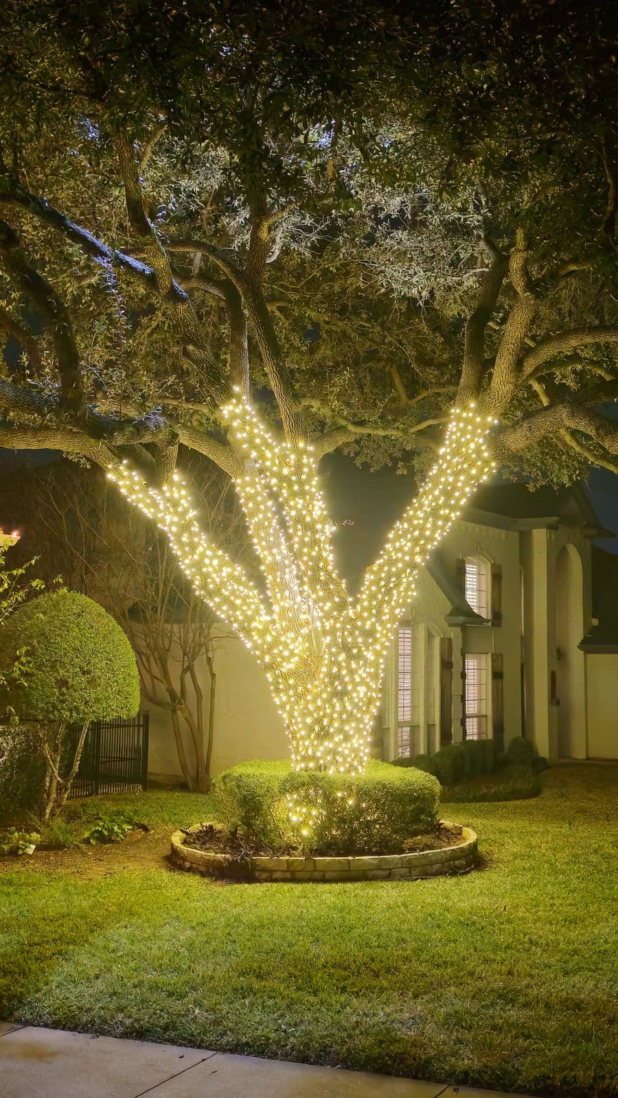 Mature oak tree wrapped in Christmas lights